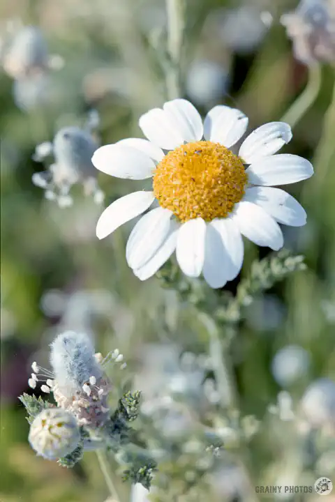 A colour film photo of a large 'daisy'