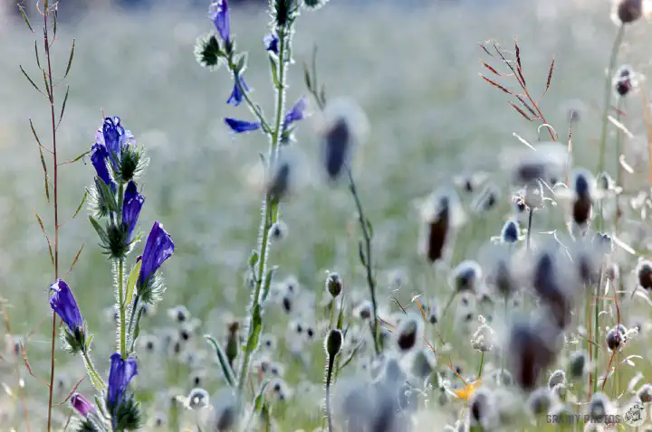 A colour film photo of xxxxxxxx Andalucian wildflowers