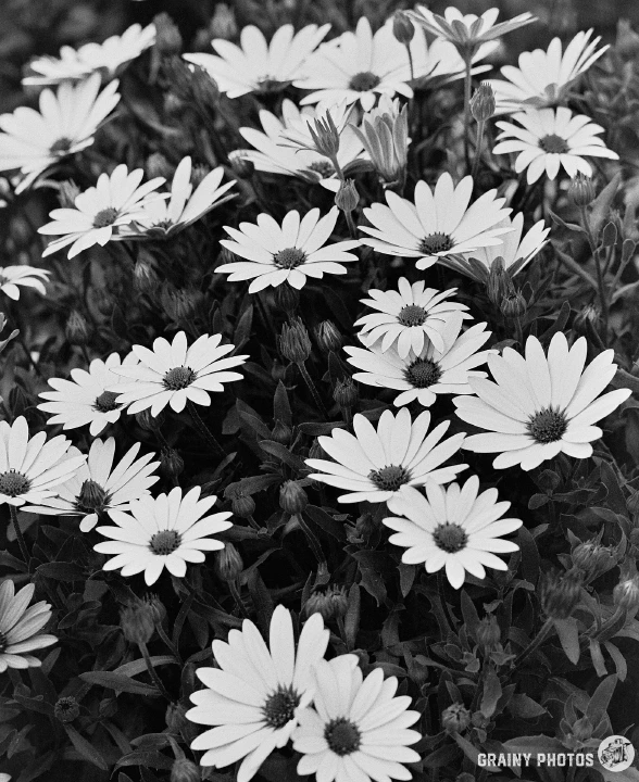 A black-and-white photo of white flowers.