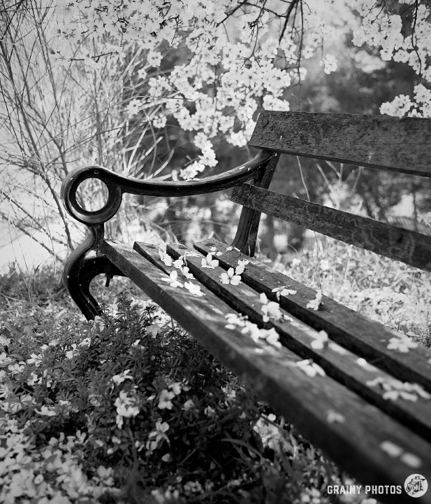 A black-and-white photo of a bench under an almond tree. There are some low-hanging branches and fallen blossom on the bench.