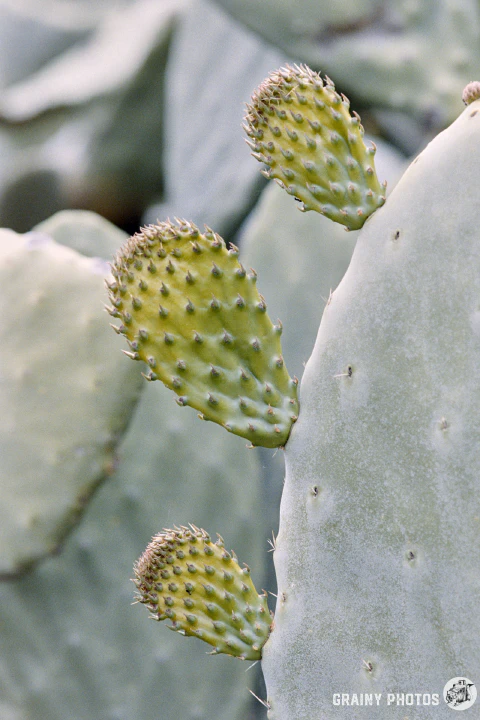 A colour film photo of a cactus. This photo was taken with the Pentax MX camera.