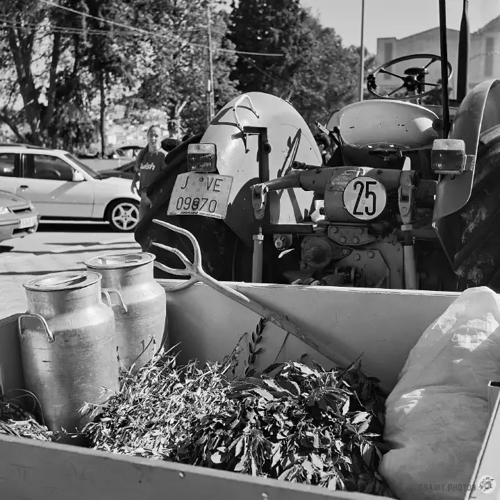 Black-and-white film photo of a trailer behind a tractor with olive farmer's paraphernalia, and two milk urns.