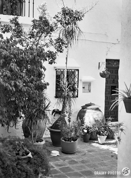 A black-and-white photo of a small courtyard with one corner crammed full of potted plants. A large urn stands by the front door.