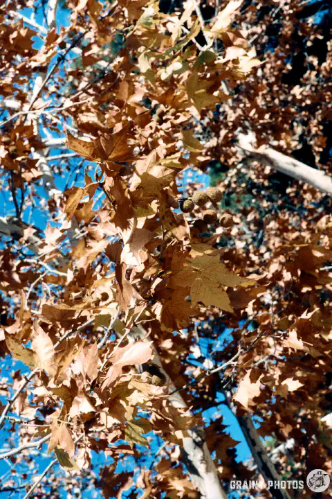 A colour film photo of brown autumn leaves, looking up a tree. Shot on Harman Phoenix 200 film.