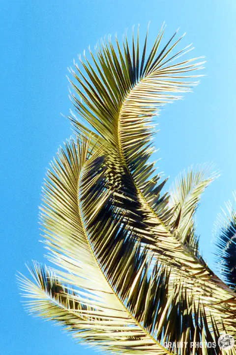 A colour film photo shot on Harman Phoenix 200 film pf two palm tree fronds shot against a blue sky.