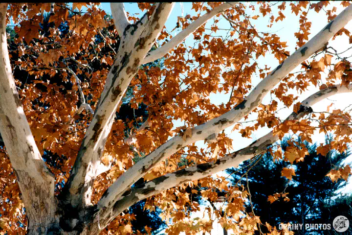 A colour film photo of white/brown tree branches and brown autumn leaves. Shot on Harman Phoenix 200 film.