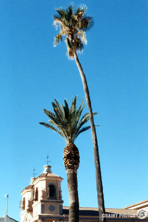 A colour film photo looking up at two palm trees. Shot on Harman Phoenix 200 film.