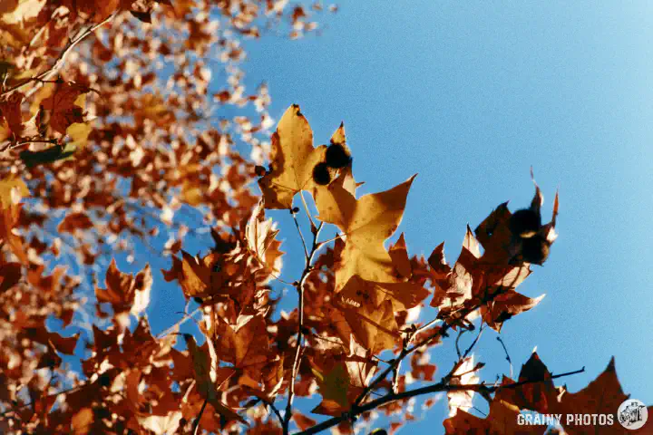 A colour film photo shot on Harman Phoenix 200 film of brown autumn leaves against a blue sky.