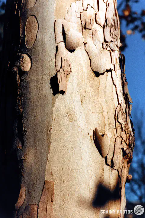 A close-up colour film photo shot on Harman Phoenix 200 film of tree bark. The bark is scaly and is peeling in places.