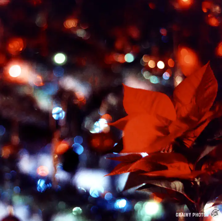 A colour film photo of a poinsettia plant in front of a Christmas tree. The Christmas tree is out of focus, and the coloured lights appear as coloured bokeh.
