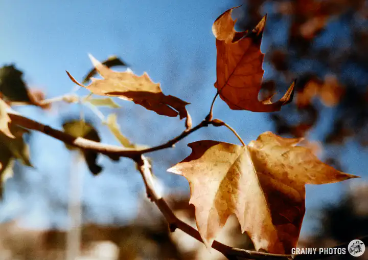 A colour film photo shot on Harman Phoenix 200 film. A close-up of three brown autumnal leaves.