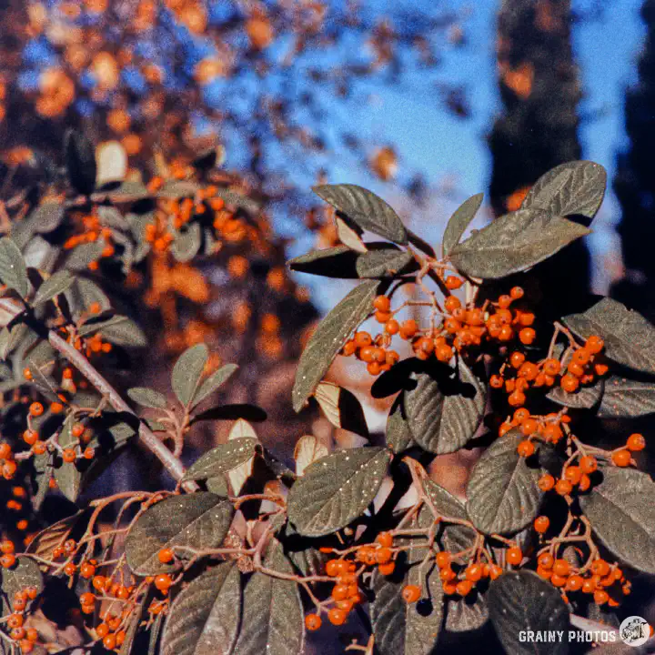 A colour film photo of red berries on a tree, shot on Harman Phoenix 200 film.