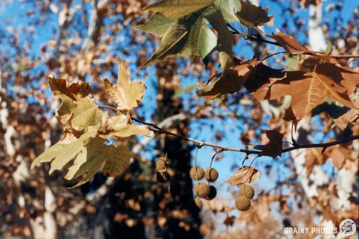 A colour film photo shot on Harman Phoenix 200 film of brown autumnal leaves and fruits against a blue sky