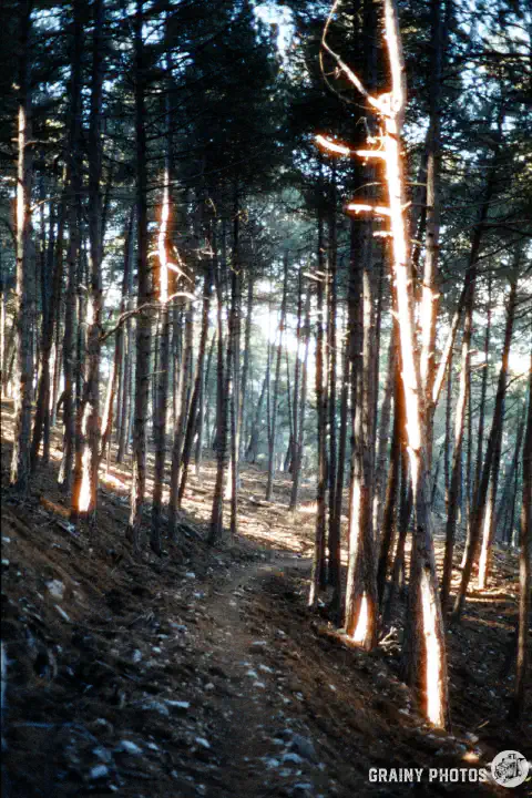 A colour film photo of a trail through a forest.