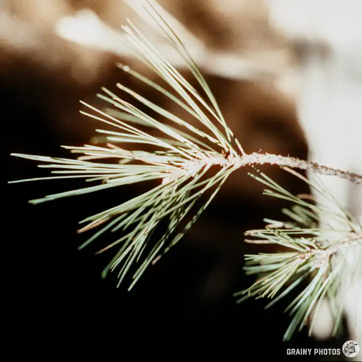 A colour close-up film photo of pine needles.