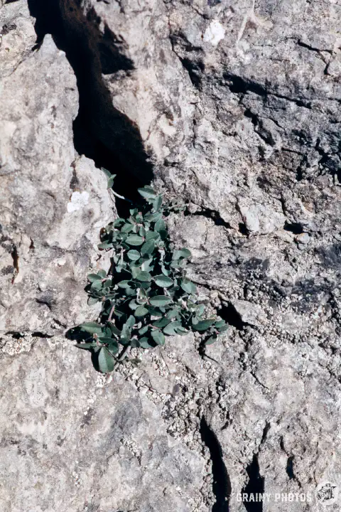A colour film photo of a small plant growing out from a crack in the rock.