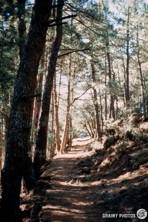 A colour film photo of a trail through the forest.