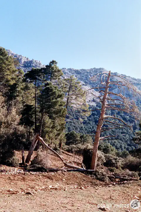 A colour film photo of two dead trees on the edge of a clearing in the forest. The tree on the left is broken.