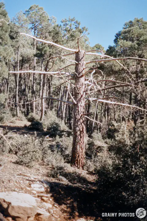 A colour film photo of the lower part of a dead pine tree trunk.
