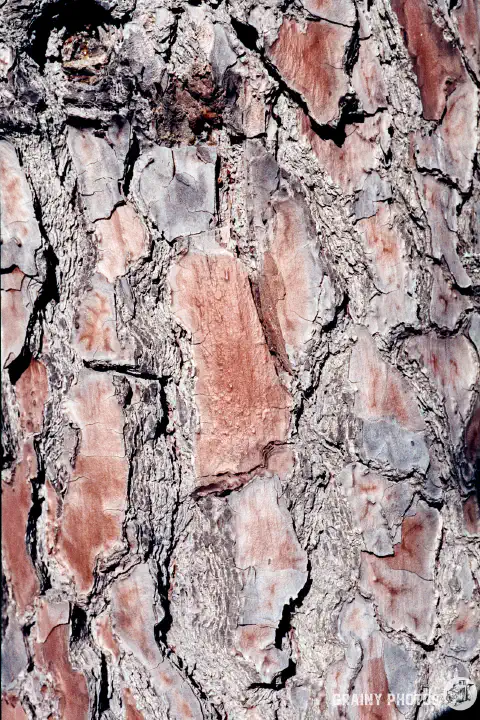 A colour close-up film photo of tree bark. The bark looks scaley with red/brown tinges.