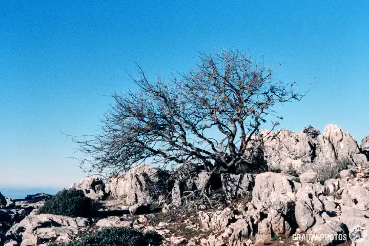 A colour film photo of a lonely hibernating tree (with no foliage) growing amongst rock.