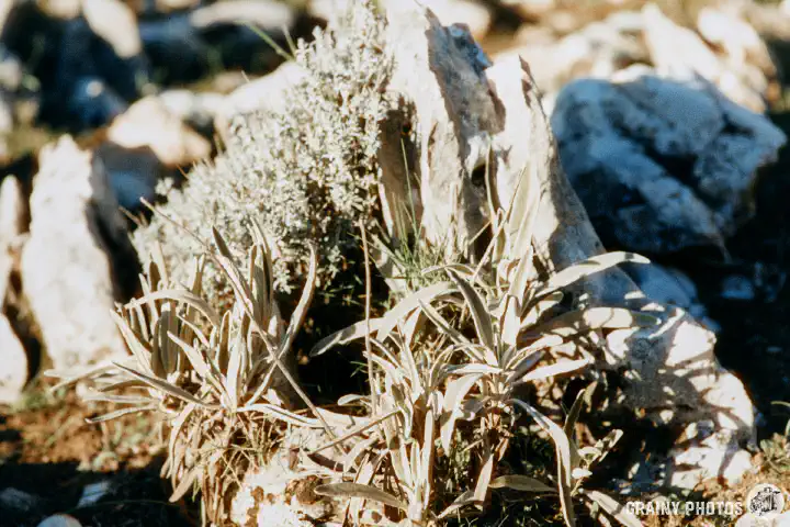 A colour film close-up photo of plants growing amongst rocks.