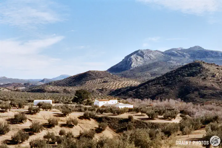 A colour film photo of a cortijo amongst the olive groves with mountains in the background.