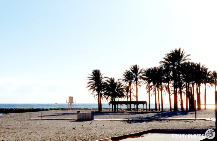A colour film photo of a cluster of palm trees on the beach shot into the sun. The palm trees appear as silhouettes.