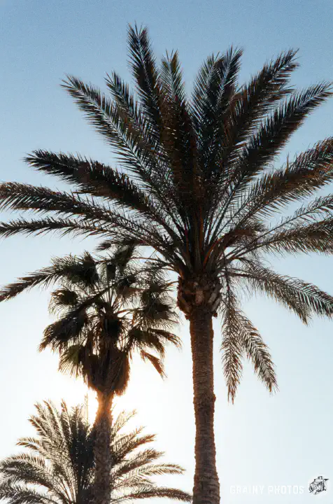 A colour film photo looking up at palm trees silhouetted against the sky.