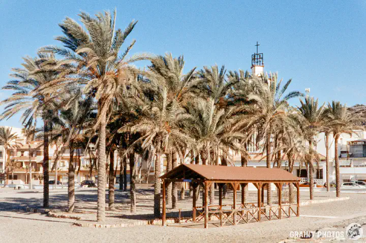A colour film photo of a grout of palm trees on the beach, with an elongated timber gazebo structure beneath.