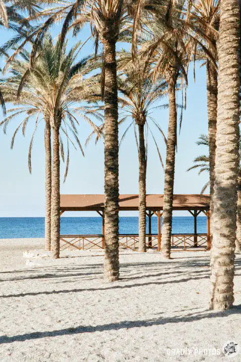 A portrait colour film photo of tall palm trees on the beach with the sea beyond.