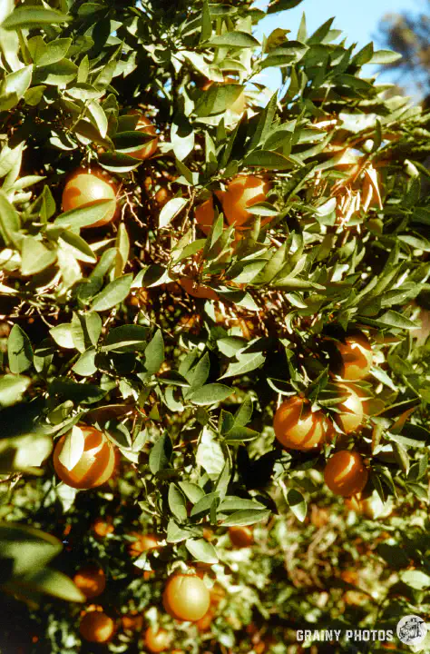 A colour film photo of oranges growing on a tree.
