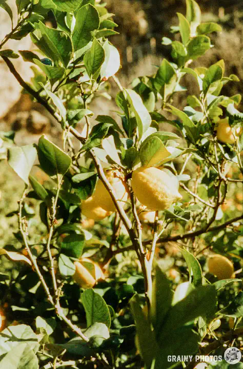 A colour film photo of lemons growing on a tree