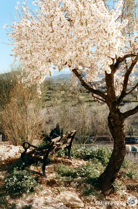 A colour film photo of an almond tree in blossom, with a bench below.