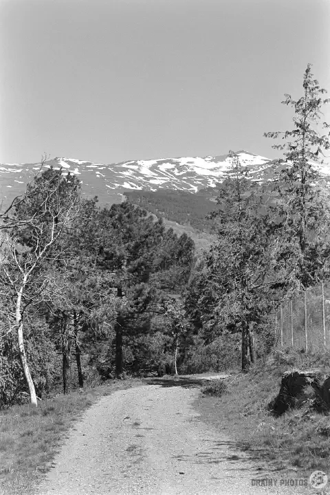 A black-and-white film photo of a dirt track through a pine forest with the snow-capped Sierra mountains in the distance
