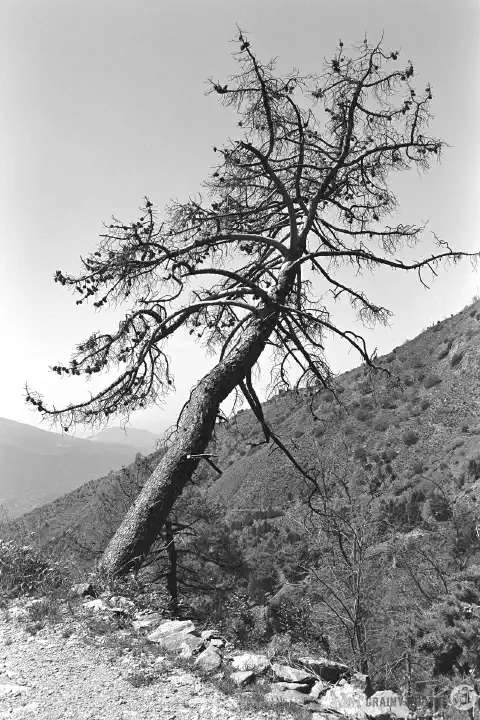 A black-and-white film photo of a dead pine tree on the side of the trail leaning at a precarious angle