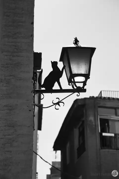 A black-and-white photo of a witch's cat silhouette pawing at a street light