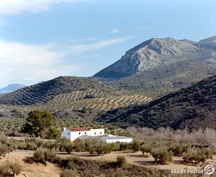 A colour film photo of a white cortijo amongst olive groves, with mountains in the background.
