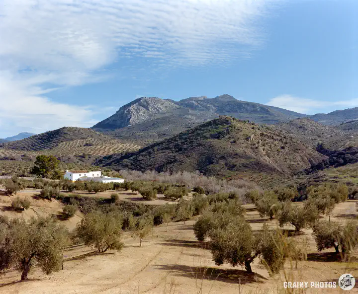A colour film photo of a white cortijo amongst olive groves, with mountains in the background.