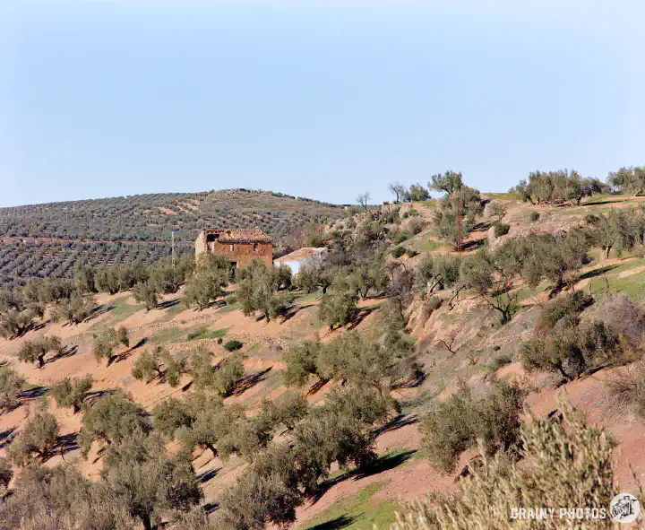 A colour film photo of olive groves on a hilly landscape. There is an abandoned cortijo (farmhouse) in the mid-ground.