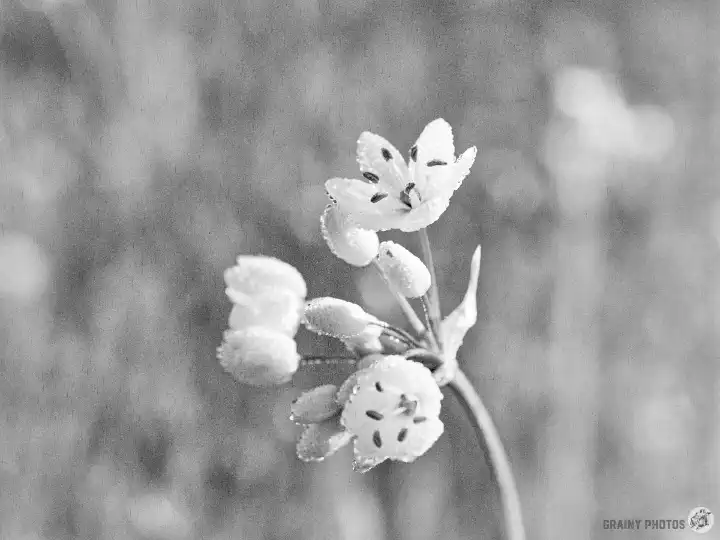 A black-and-white close-up photo on Fomapan 200 film of wild garlic flowers growing in the Andalucian olive groves. The photo is ruined by black streaks I call 'black rain'