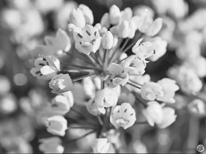 A black-and-white close-up film photo of wild garlic flowers growing in the Andalucian olive groves