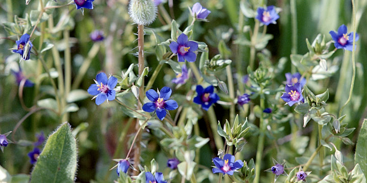 A colour film photo of tiny blue Andalucian wildflowers.