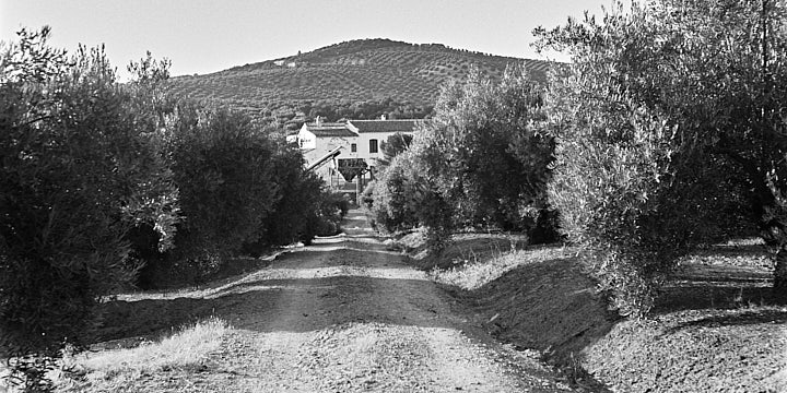 A black-and-white film photo of a semi-abandoned cortijo in the olive groves with a dirt track leading to it.