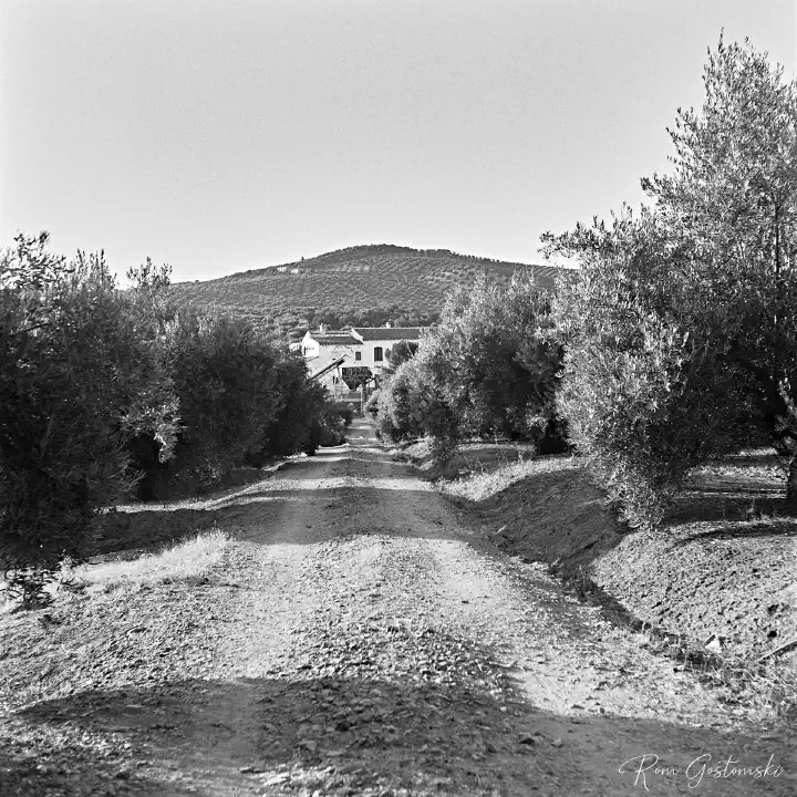 A black-and-white film photo of a dirt track through an olive grove leading to a cortijo in the distance.