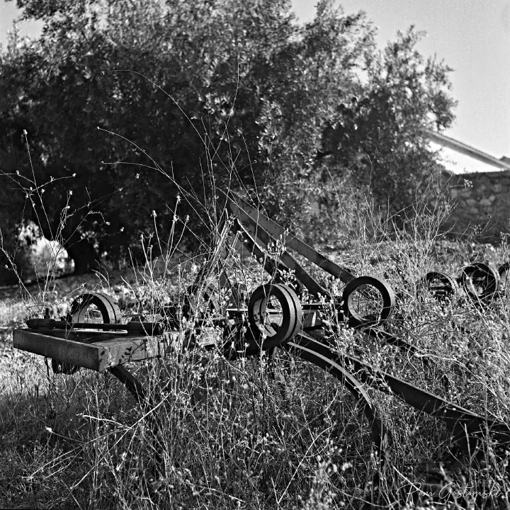 A black-and-white film photo of old rusty farm machinery lying in the olive grove - partly overgrown.