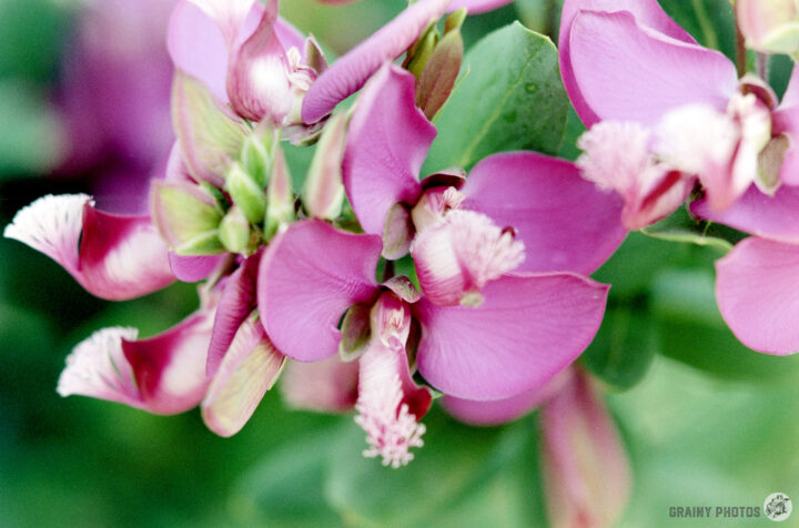 A close-up of vibrant pink flowers with soft, feathery petals and lush green foliage in the background, showcasing delicate details and a natural, serene setting.