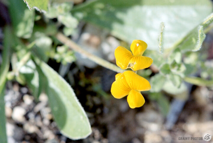 A close-up of vibrant yellow wildflowers growing among green leaves, showcasing their delicate petals against a blurred natural background.