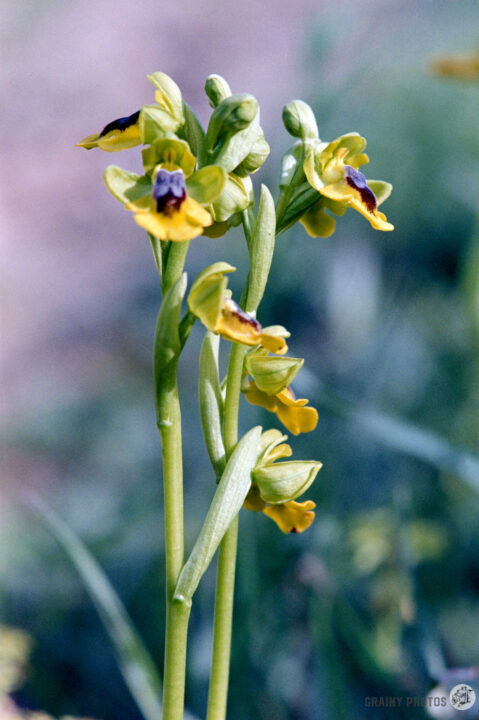 A close-up of yellow and green orchid flowers, featuring elongated stems and unique petal shapes, set against a blurred natural background.