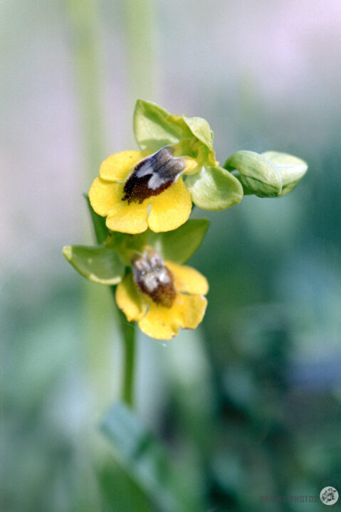 A close-up of a pair of yellow and black flowers on a green stem, surrounded by a soft blurred background. The flowers feature unique patterns and delicate petals, showcasing nature's beauty in a vibrant composition.